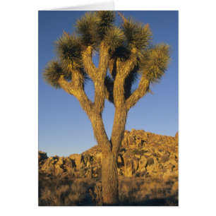 Joshua Tree, Yucca brevifolia) und Granit