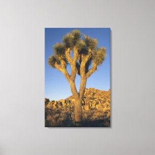 Joshua Tree, Yucca brevifolia) und Granit Leinwanddruck