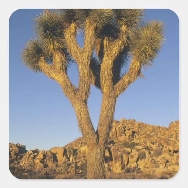 Joshua Tree, Yucca brevifolia) und Granit Quadratischer Aufkleber (Vorderseite)