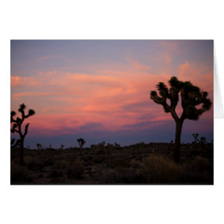 Joshua Trees au coucher du soleil
