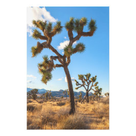 Joshua Trees Fotodruck