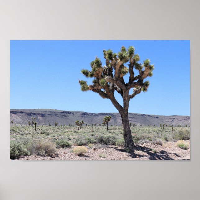 Joshua Trees in Goldfield, Nevada Wüste Poster (Vorne)