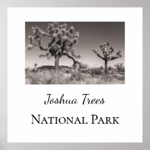 Joshua Trees Nationalpark Poster