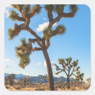 Joshua-Trees-Nationalpark Quadratischer Aufkleber