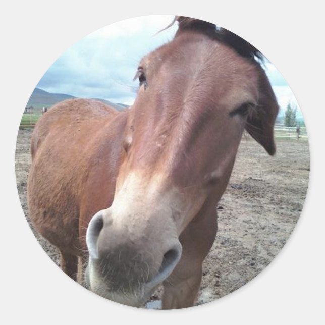 Josie, das lustige Maultier Runder Aufkleber (Vorderseite)