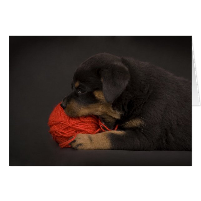 Jouer au chiot 2 (Devant horizontal)