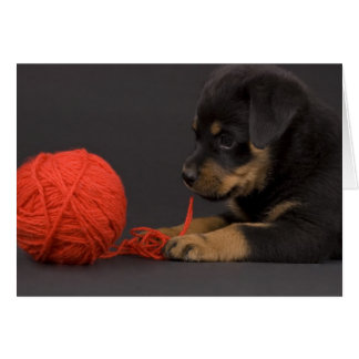Jouer au chiot 6
