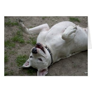 Jouer Dogo Argentino