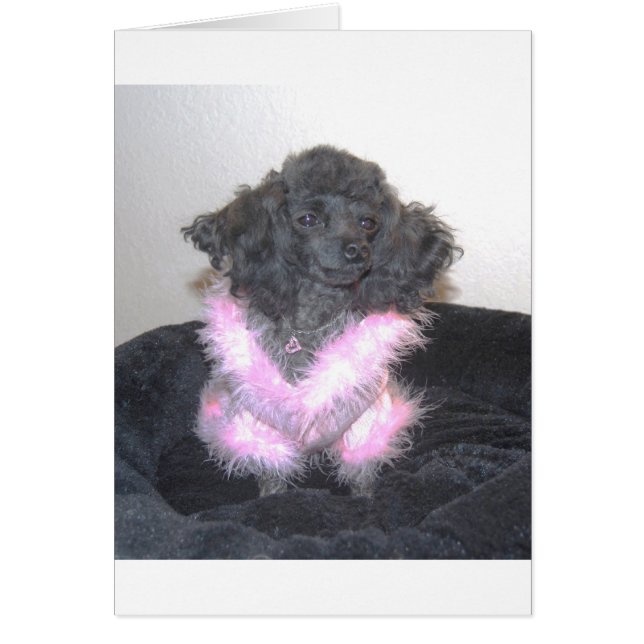 Jouet noir Poodé en Sweater rose oh la la (Devant)