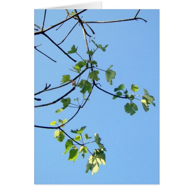 Jour ensoleillé (Devant)