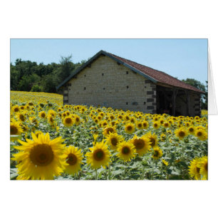 jour ensoleillé de tournesol