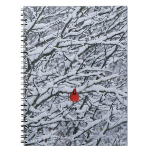 Journal Cardinal Rouge Oiseau dans l'Arbre enneigé