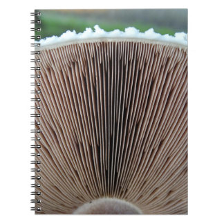 Journal de champignon
