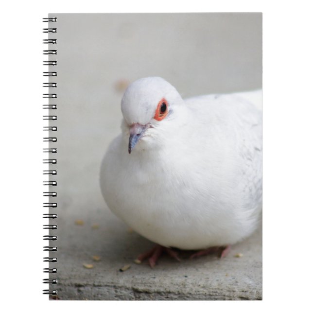Journal d'oiseau de colombe de diamant (Devant)