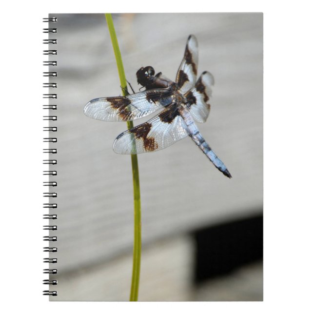 Journal du Carnet de libellules Brown (Devant)