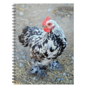 Journal du Carnet de poulet Bantam Cochin en boute