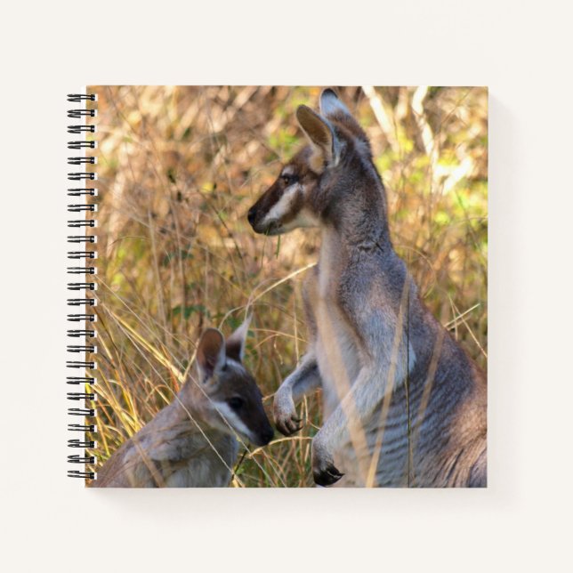 Journal mettant en vedette koala et wallabes en Au (Devant)