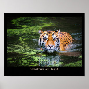 Journée mondiale du tigre, photo TIGER Poster