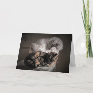 Jours lents, carte