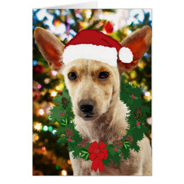 Joy to the Puppy