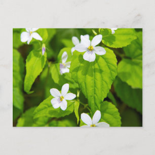 Joyce Kilmer-Slickrock Wilderness Postkarte