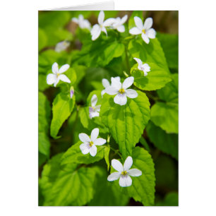 Joyce Kilmer-Slickrock-Wildnis