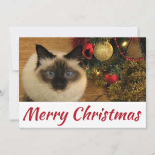 Joyeuse carte postale Christmas Kitty