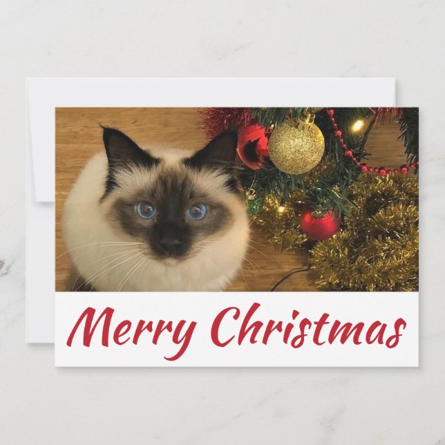 Joyeuse carte postale Christmas Kitty (Devant)