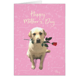Joyeuse fête des mères, Rose de chiens du Labrador