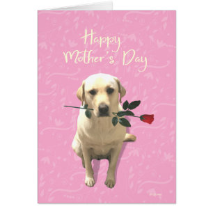 Joyeuse fête des mères, Rose de chiens du Labrador