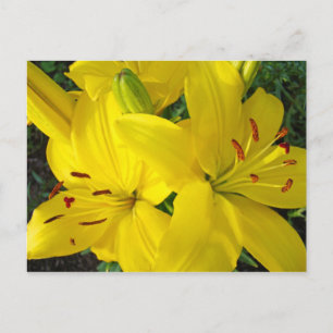 Joyeuses fêtes ! Carte postale Fleurs Lys Jaunes