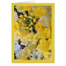 Joyeuses fleurs jaunes - Chanson de Sol. 6:1 Salut
