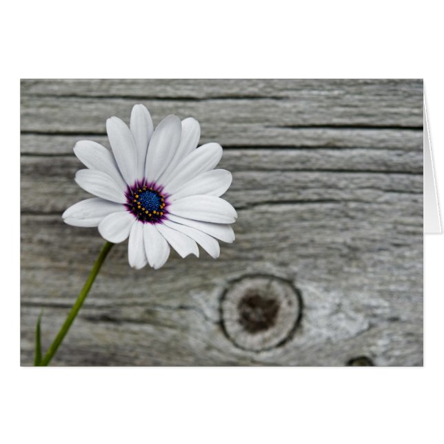 Joyeuses pensées (Devant horizontal)