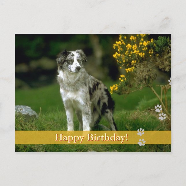 Joyeux anniversaire ! - carte postale chien (Devant)