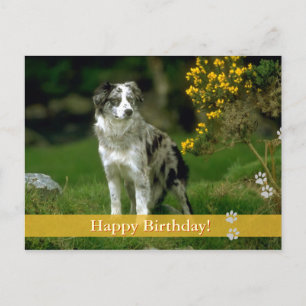 Joyeux anniversaire ! - carte postale pour chien