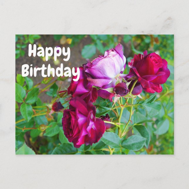 Joyeux Anniversaire Carte Postale Rose Wild Blue Y (Devant)