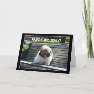 Joyeux Anniversaire Coton de Tulear Puppy carte de