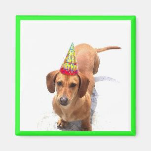 Joyeux Anniversaire Dachshund Magnet