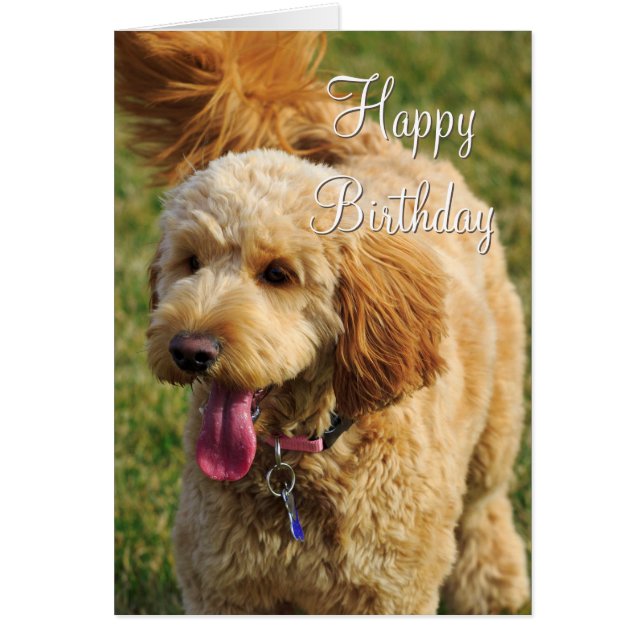 Joyeux Anniversaire Goldendoodle Chien (Devant)