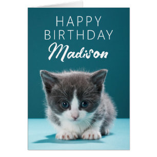 Joyeux anniversaire   Little Kitten