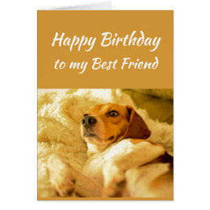 Joyeux Anniversaire Meilleur Ami Animaux Drôle