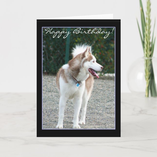 Joyeux anniversaire Siberian Husky carte de voeux (Devant)