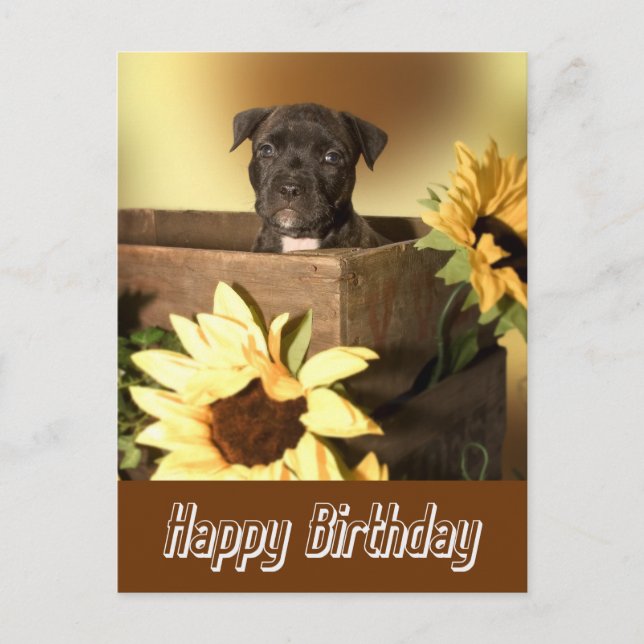 Joyeux Birthday Staffordshire Terrier Dog carte po (Devant)