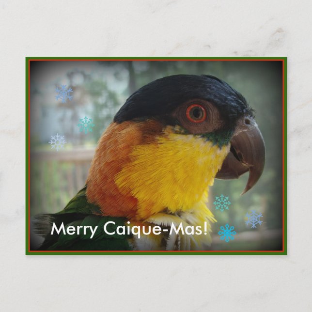Joyeux Caïque-MAS ! Carte postale (Devant)