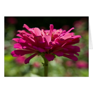 Joyeux Zinnia