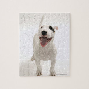 Joyful Bull Terrier