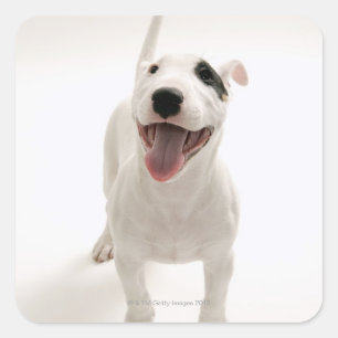 Joyful Bull Terrier Quadratischer Aufkleber