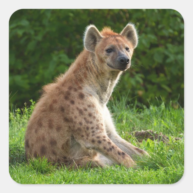 Joyful Hyena Amidst Greenery Quadratischer Aufkleber (Vorderseite)