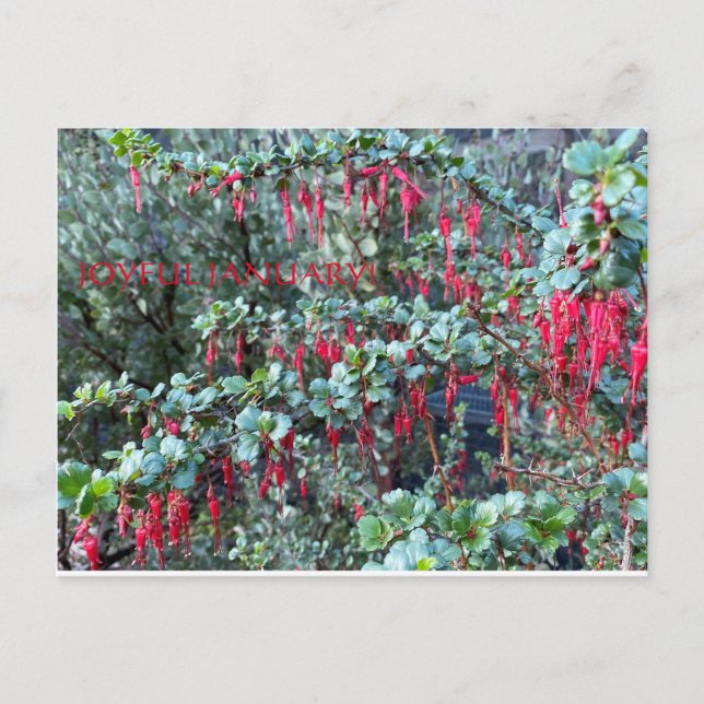 JOYFUL JANUARY! POSTKARTE (Vorderseite)