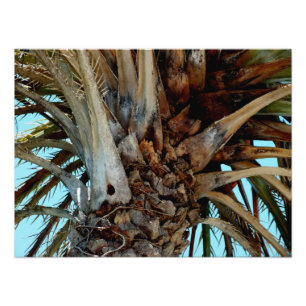 "Joyful Palm" Nah oben, Baumspitze mit blauem Himm Fotodruck